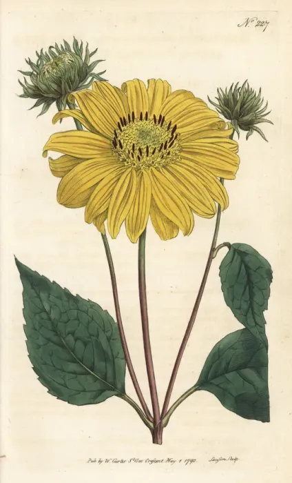 Framed Print : Many-flowered or perennial sunflower, Helianthus multiflorus Framed Print : Many-flowered or perennial sunflower, Helianthus multiflorus