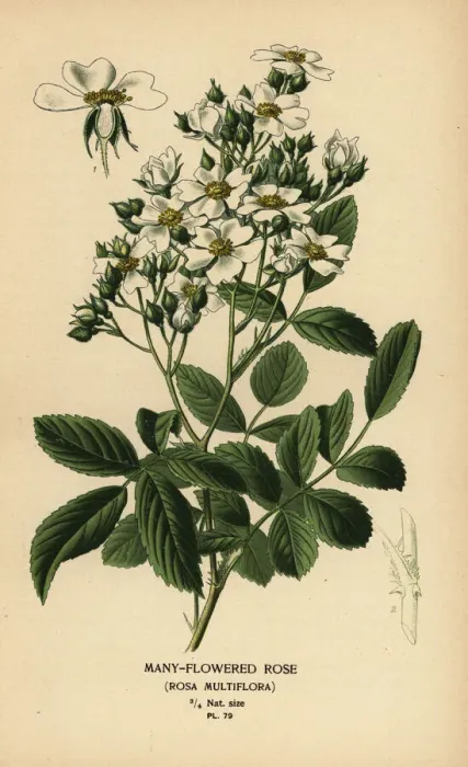 Framed Print : Many-flowered rose, Rosa multiflora Framed Print : Many-flowered rose, Rosa multiflora