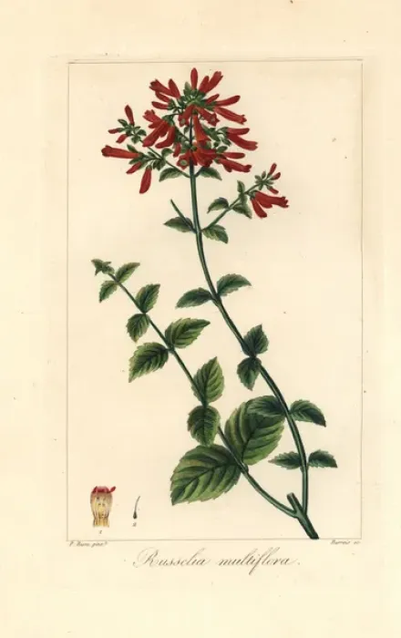 Framed Print : Many-flowered russelia, Russelia multiflora Framed Print : Many-flowered russelia, Russelia multiflora
