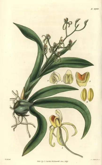 Framed Print : Many-leaved liparis orchid, Liparis foliosa Framed Print : Many-leaved liparis orchid, Liparis foliosa