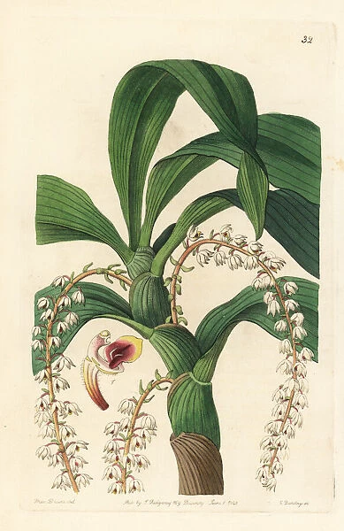 Many-tailed pinalia orchid, Pinalia polyura