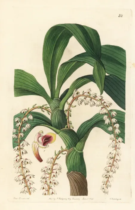Framed Print : Many-tailed pinalia orchid, Pinalia polyura Framed Print : Many-tailed pinalia orchid, Pinalia polyura