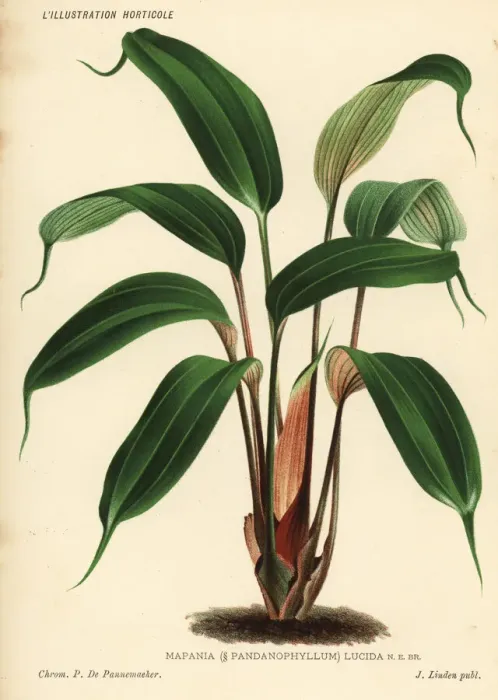 Framed Print : Mapania cuspidata