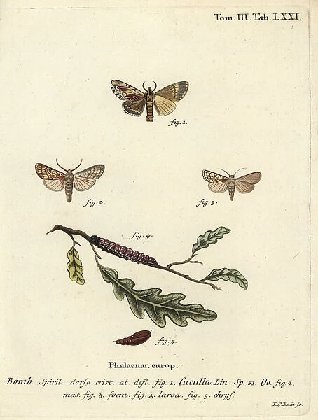 Maple prominent and heart moth