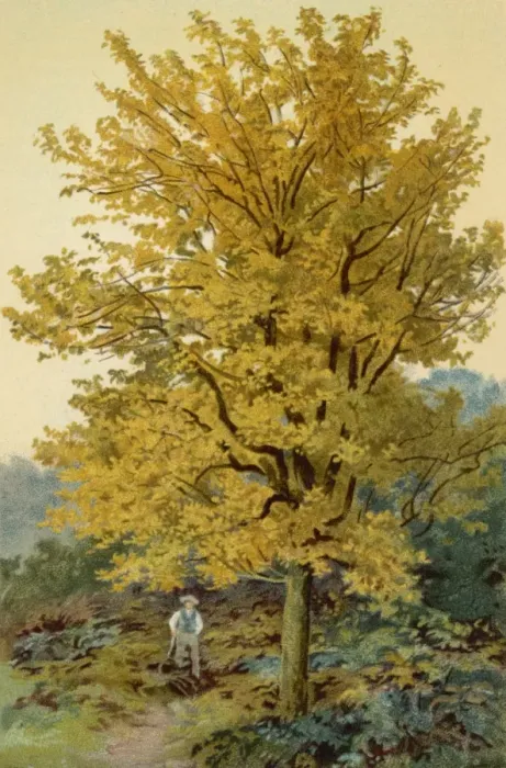 Framed Print : MAPLE TREE Framed Print : MAPLE TREE