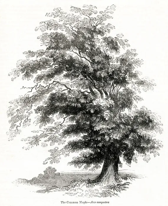 Framed Print : Maple tree (Acer) Framed Print : Maple tree (Acer)