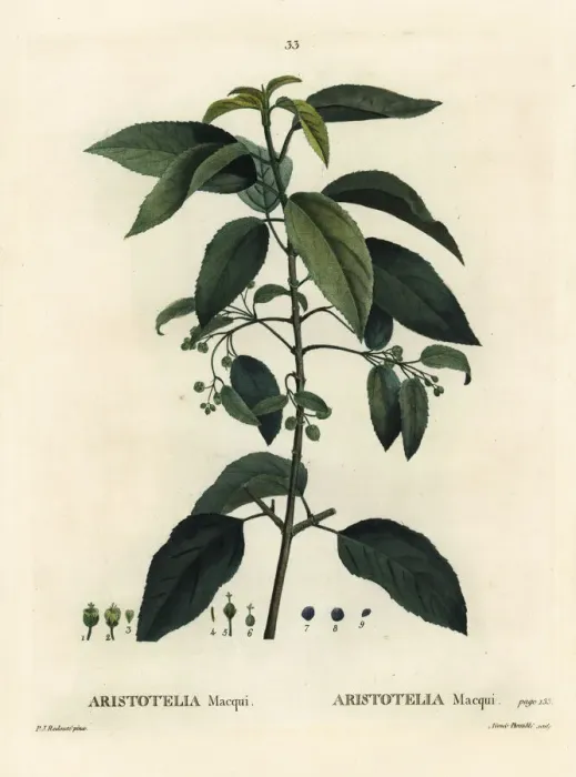 Framed Print : Maqui or Chilean wineberry, Aristotelia chilensis Framed Print : Maqui or Chilean wineberry, Aristotelia chilensis