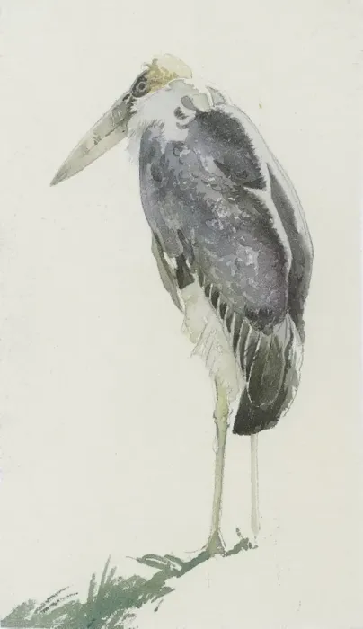 Framed Print : Marabou Stork Framed Print : Marabou Stork