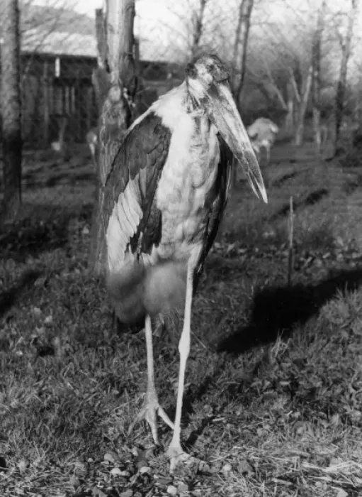 Framed Print : Marabou Stork Framed Print : Marabou Stork