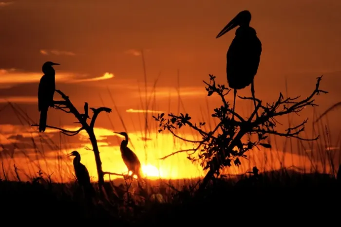 Framed Print : Marabou Stork - At sunset Framed Print : Marabou Stork - At sunset