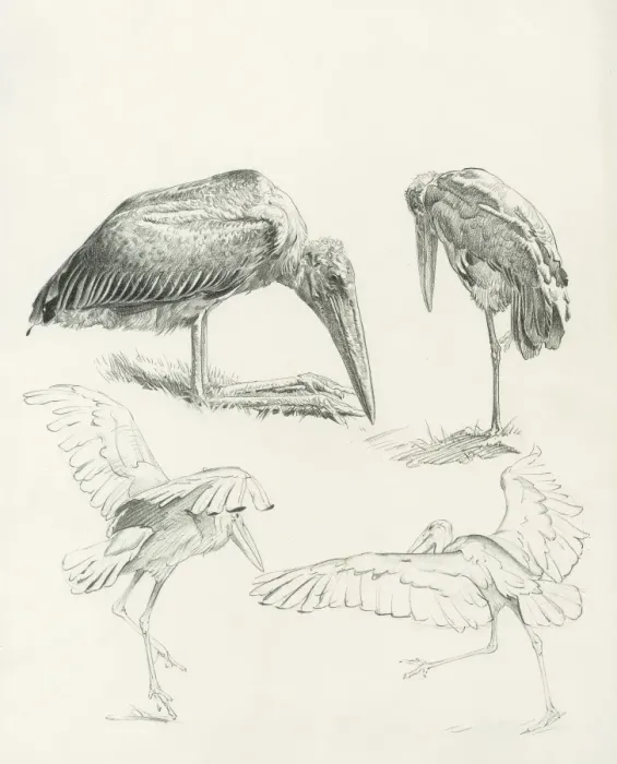 Framed Print : Marabou Storks Framed Print : Marabou Storks