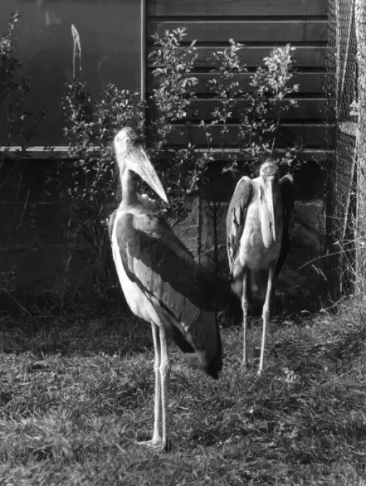 Framed Print : Marabou Storks Framed Print : Marabou Storks
