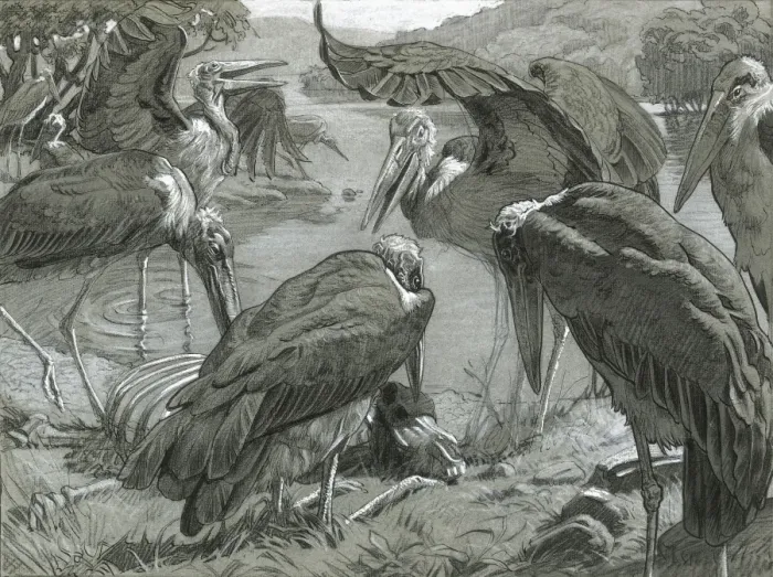 Framed Print : Marabou Storks feeding Framed Print : Marabou Storks feeding