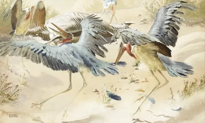 Framed Print : Marabou Storks surround a Zebra carcass Framed Print : Marabou Storks surround a Zebra carcass