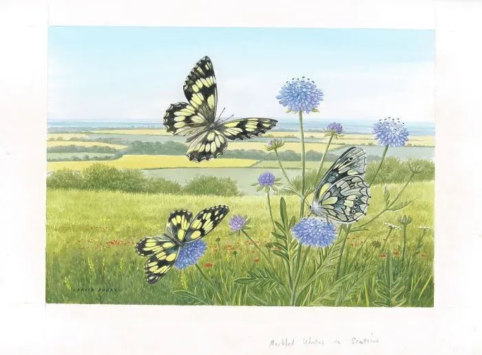 Framed Print : Marbled White butterflies on Scabious Framed Print : Marbled White butterflies on Scabious