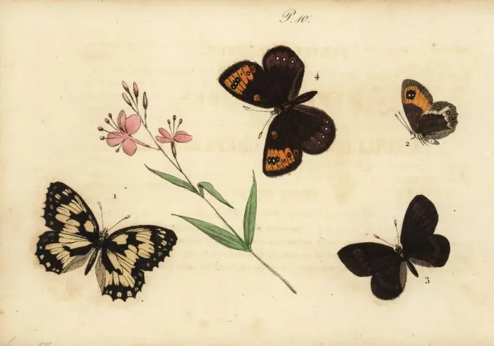 Framed Print : Marbled white, Spanish gatekeeper, almond Framed Print : Marbled white, Spanish gatekeeper, almond