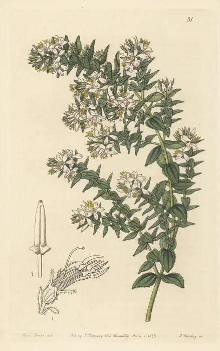 Framed Print : Marcetia taxifolia Framed Print : Marcetia taxifolia