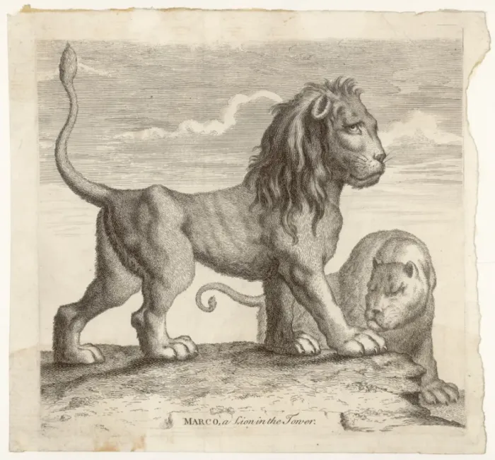 Framed Print : Marco, Lion of Tower Framed Print : Marco, Lion of Tower