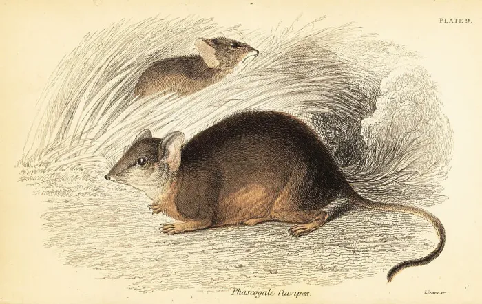 Framed Print : Mardo or yellow-footed antechinus, Antechinus flavipes Framed Print : Mardo or yellow-footed antechinus, Antechinus flavipes