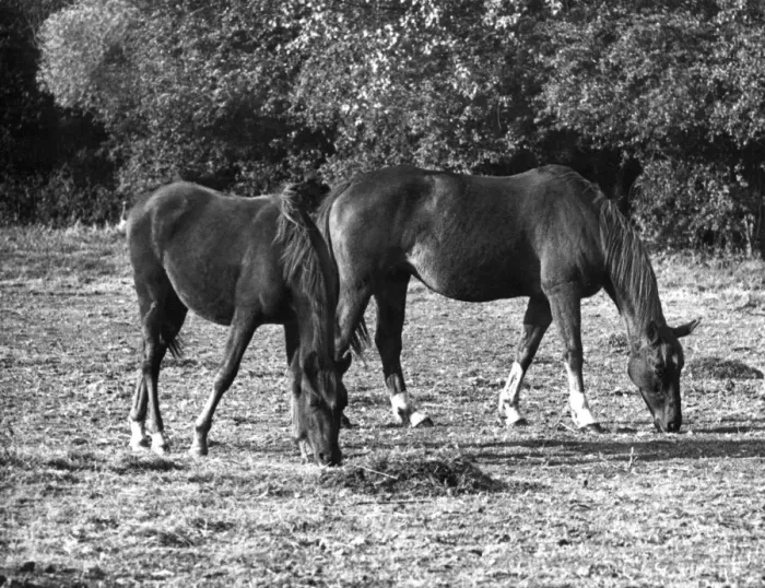 Framed Print : Mare & Foal Framed Print : Mare & Foal