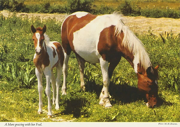 A Mare grazing with her Foalby M. H. Downes