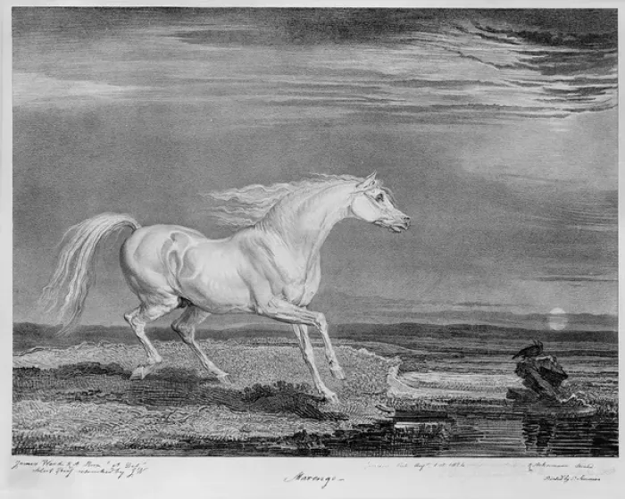 Framed Print : ?Marengo?, the favourite charger of Napoleon I, 1815