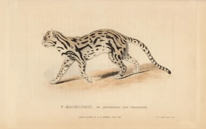 Framed Print : Margay, Leopardus wiedii Framed Print : Margay, Leopardus wiedii