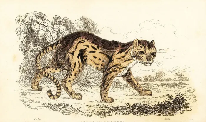 Framed Print : Margay, Leopardus wiedii Framed Print : Margay, Leopardus wiedii