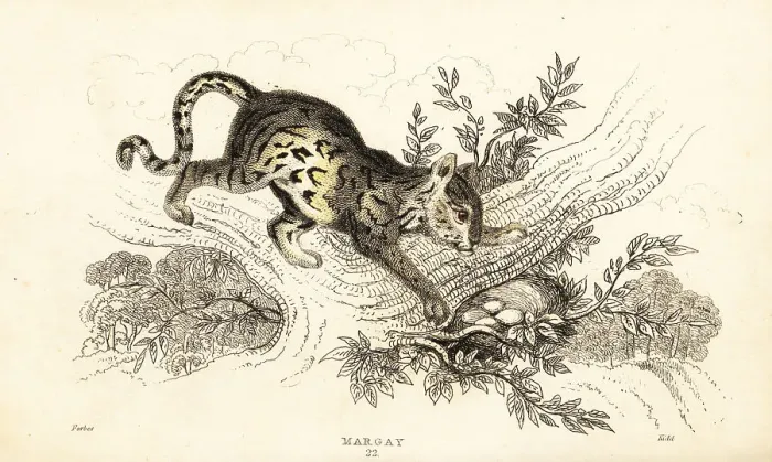 Framed Print : Margay, Leopardus wiedii Framed Print : Margay, Leopardus wiedii