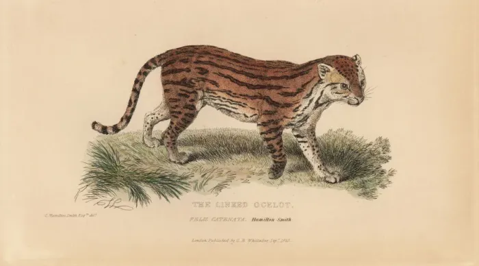 Framed Print : Margay, Leopardus wiedii catenata. Threatened Framed Print : Margay, Leopardus wiedii catenata. Threatened