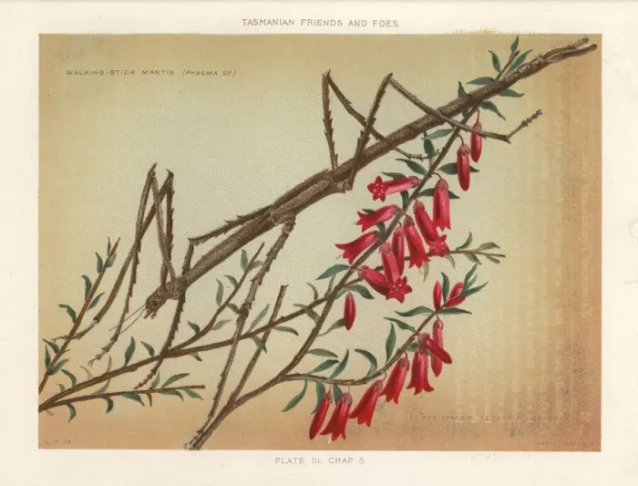 Framed Print : Margin-winged stick insect and red epacris Framed Print : Margin-winged stick insect and red epacris