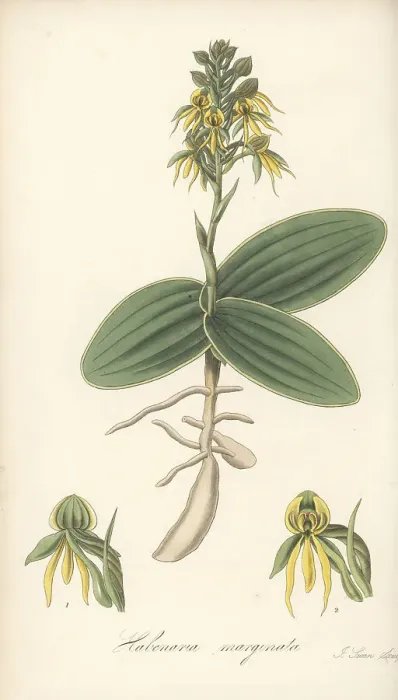 Framed Print : Marginated habenaria orchid, Habenaria marginata Framed Print : Marginated habenaria orchid, Habenaria marginata