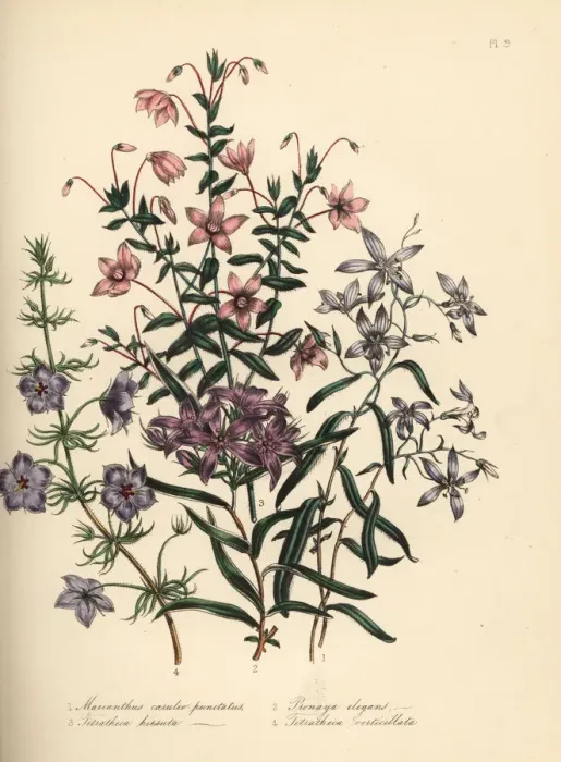 Framed Print : Marianthus, pronaya and tetratheca species Framed Print : Marianthus, pronaya and tetratheca species