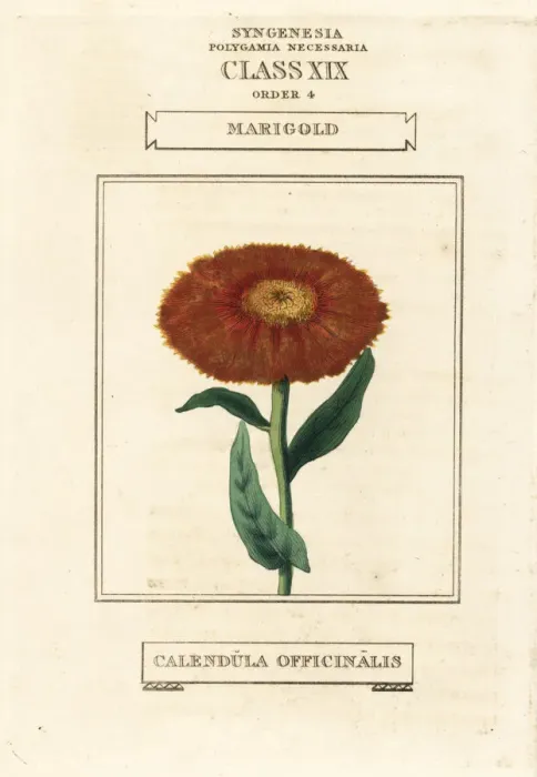 Framed Print : Marigold, Calendula officinalis Framed Print : Marigold, Calendula officinalis