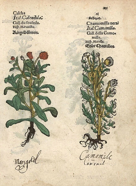 Marigold, Calendula officinalis, and true