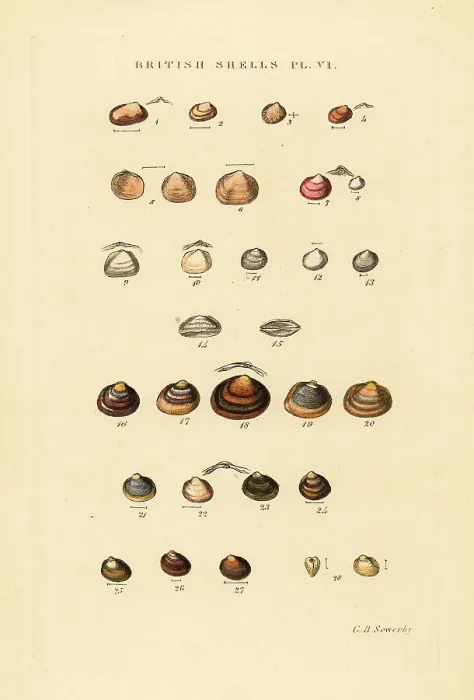 Framed Print : Marine bivalves, Kelliadae, and freshwater shells, Cycladidae Framed Print : Marine bivalves, Kelliadae, and freshwater shells, Cycladidae