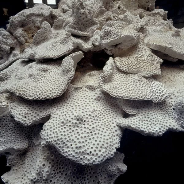 Marine coral