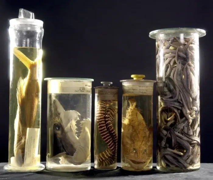 Framed Print : Marine specimens Framed Print : Marine specimens