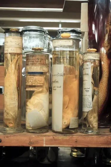 Framed Print : Marine specimens preserved in spirit jars Framed Print : Marine specimens preserved in spirit jars