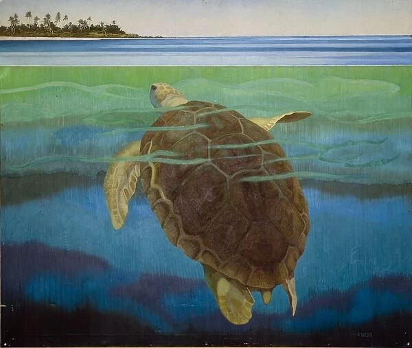 Marine turtle (c. 1955) by Audrey Weber. Oil on canvas 144 x 170 cm