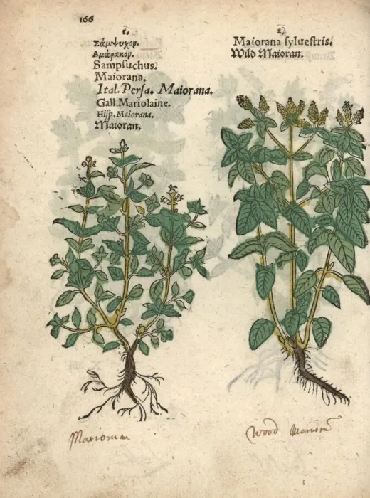 Framed Print : Marjoram, Origanum majorana, and oregano, Origanum vulgare Framed Print : Marjoram, Origanum majorana, and oregano, Origanum vulgare