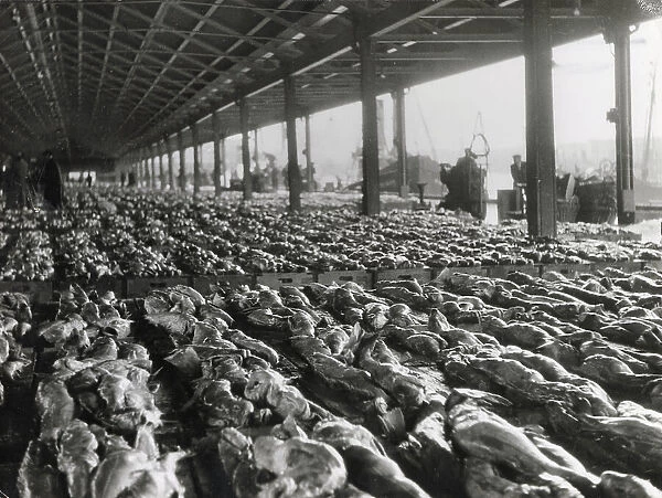 A market of line caught halibut fish at Aberdeen Fish Market, Scotland. Date: 1950s