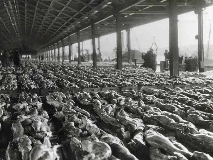 Framed Print : A market of line caught halibut fish at Aberdeen Fish Market, Scotland. Date: 1950s Framed Print : A market of line caught halibut fish at Aberdeen Fish Market, Scotland. Date: 1950s