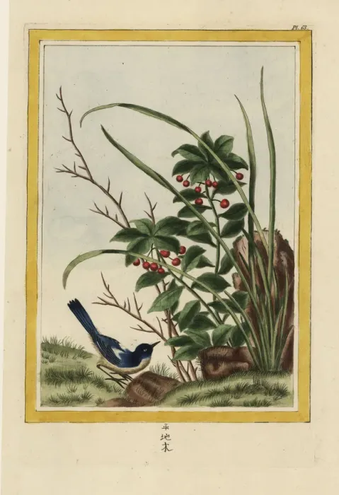 Framed Print : Marlberry, Ardisia japonica Framed Print : Marlberry, Ardisia japonica