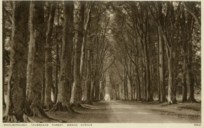 Framed Print : Marlborough, Wiltshire - Savernake Forest, Grand Avenue Framed Print : Marlborough, Wiltshire - Savernake Forest, Grand Avenue
