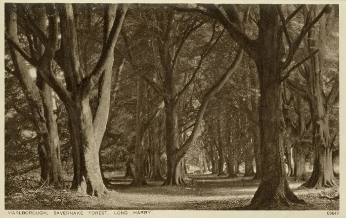 Framed Print : Marlborough, Wiltshire - Savernake Forest, Long Harry Framed Print : Marlborough, Wiltshire - Savernake Forest, Long Harry