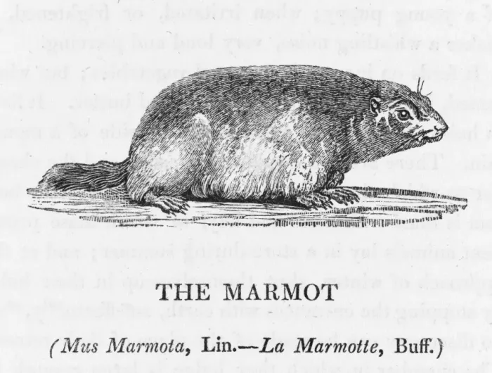 Framed Print : Marmot (Bewick) Framed Print : Marmot (Bewick)