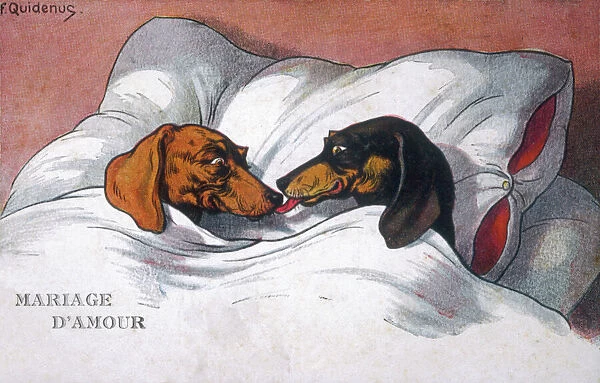 Married Dachshunds. Dachshunds in Bed a Marriage of Love