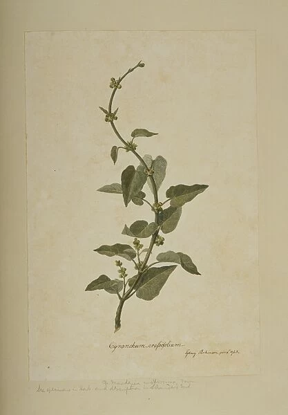 Marsdenia mollissima