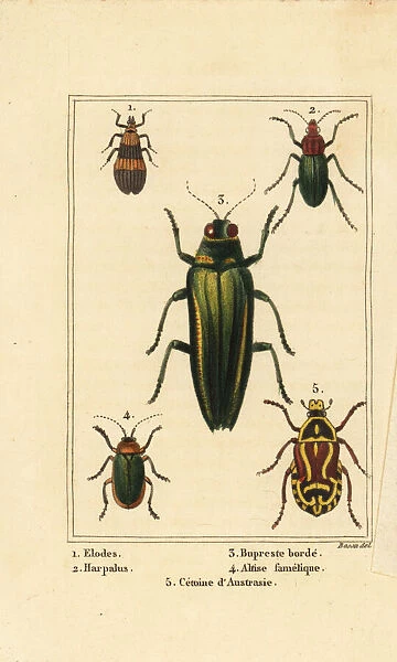 Marsh beetle, jewel beetle, rose chafer, etc
